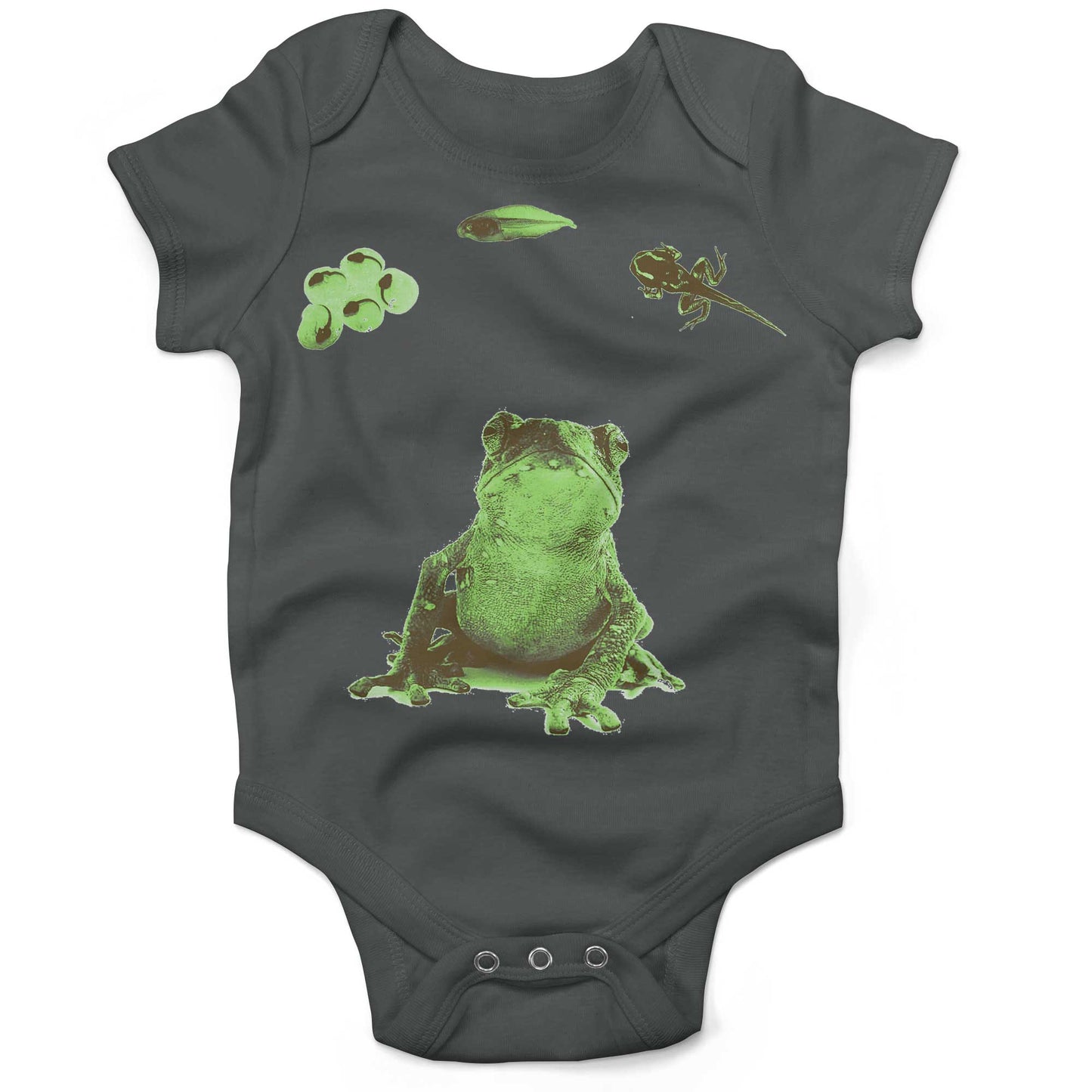 Frog Lifecycle Infant Bodysuit or Raglan Baby Tee-Organic Asphalt-3-6 months