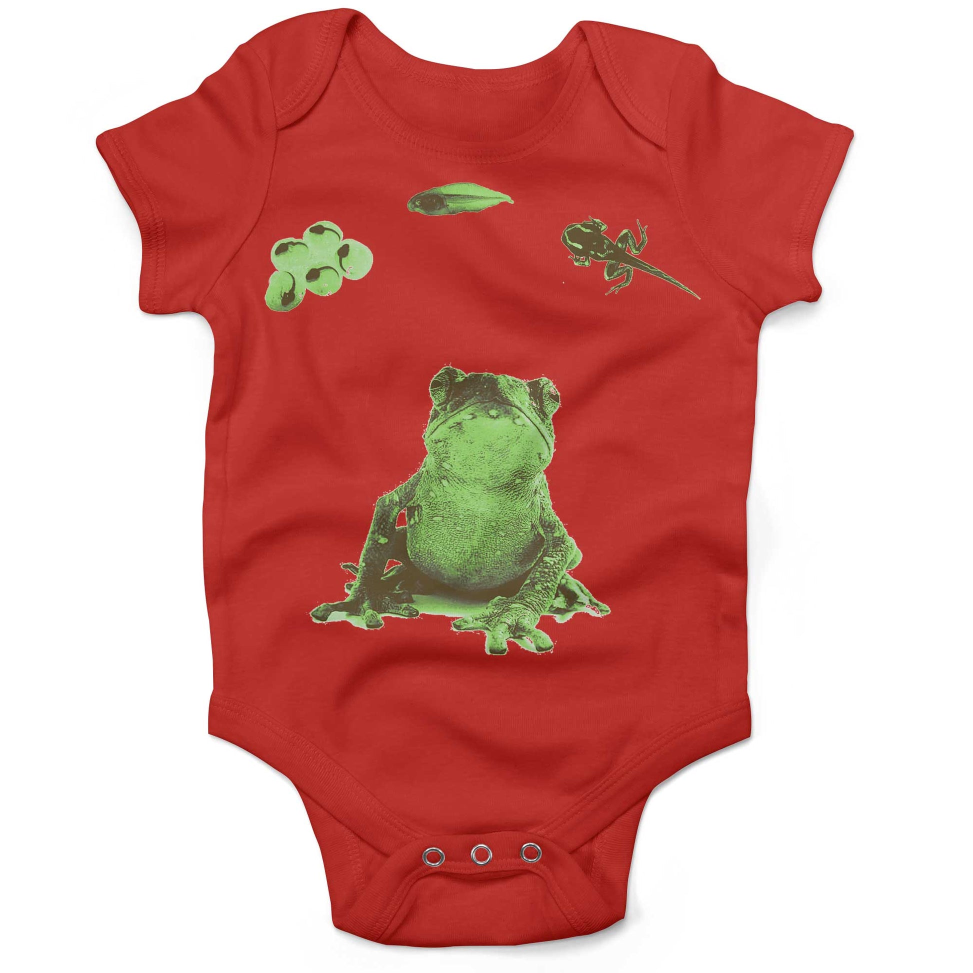 Frog Lifecycle Infant Bodysuit or Raglan Baby Tee-Organic Red-3-6 months