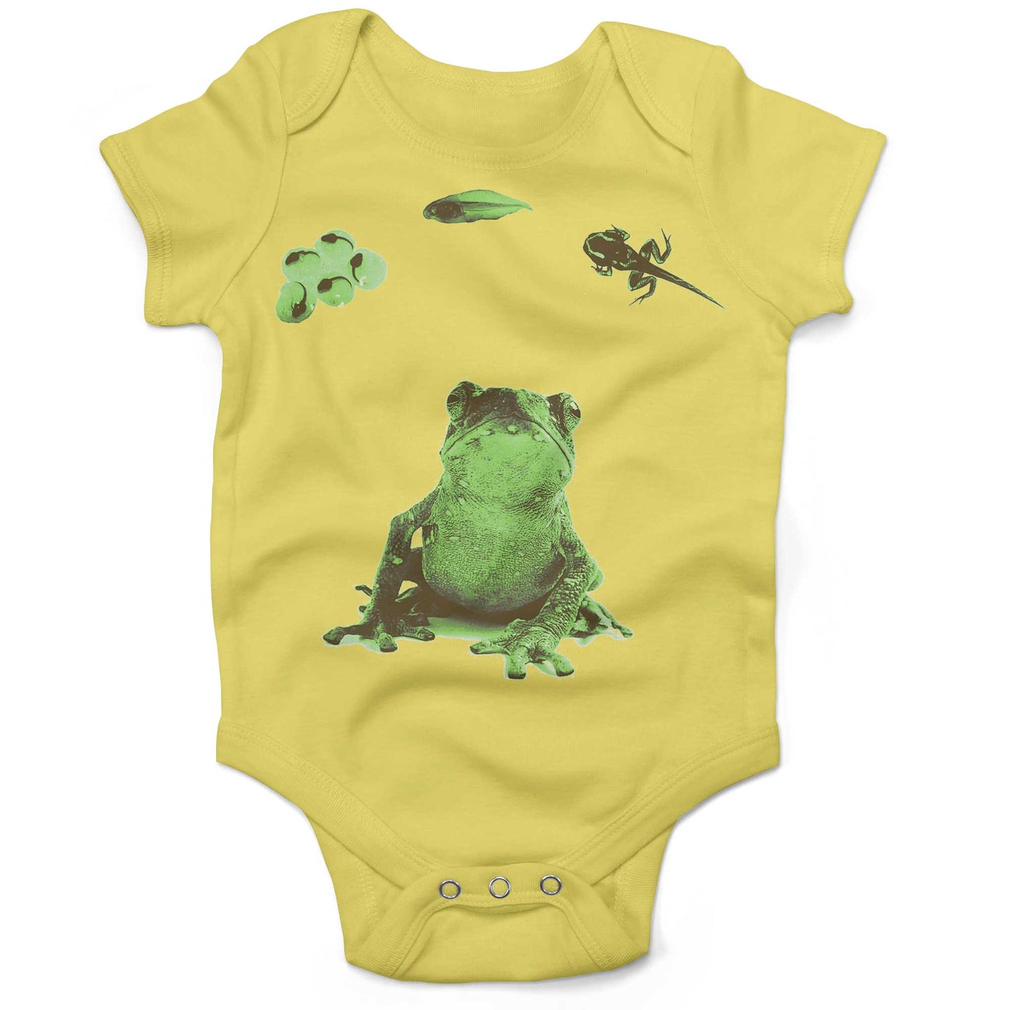 Frog Lifecycle Infant Bodysuit or Raglan Baby Tee-Yellow-3-6 months