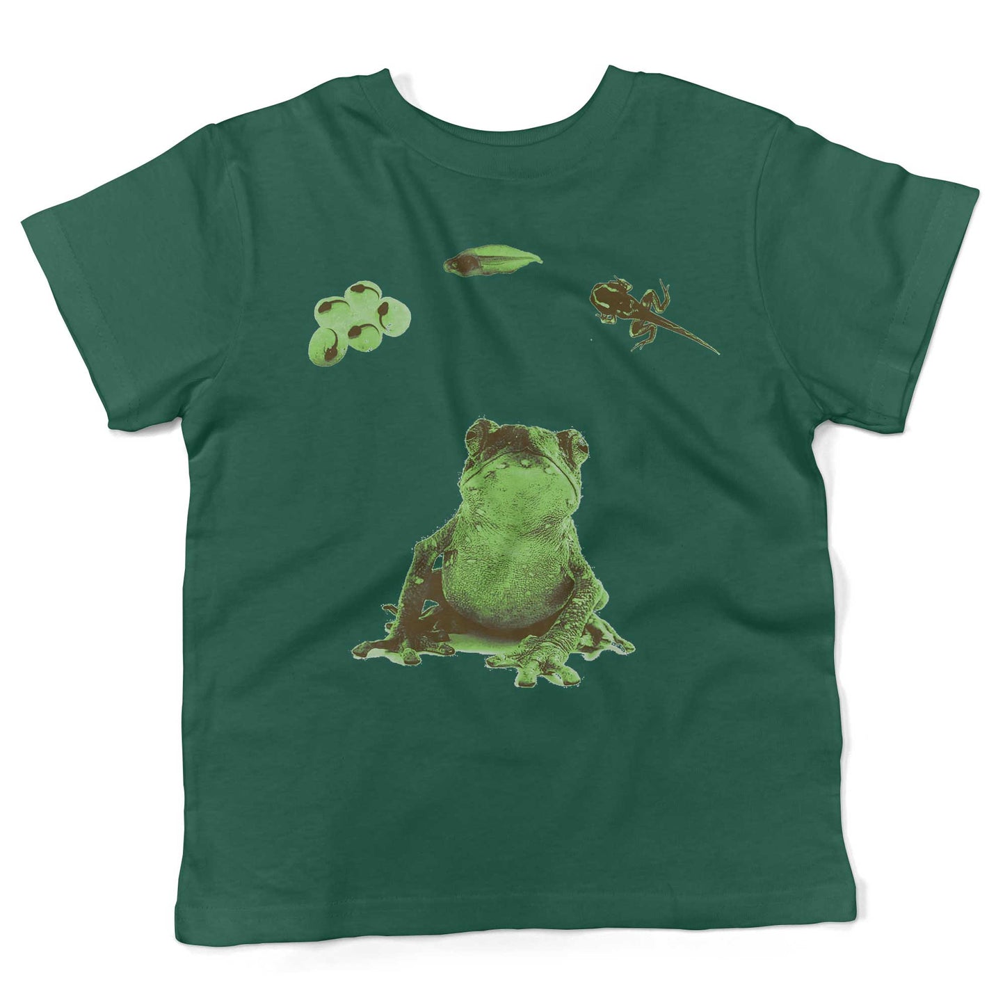 Frog Lifecycle Toddler Shirt-Kelly Green-2T